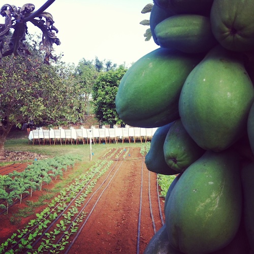 Olana Organic Farm Kauai